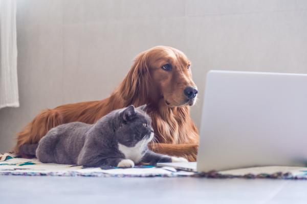 AdobeStock 165636459 1 British shorthair cat and Golden Retriever looking at laptop 40