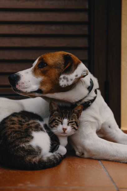 dog with cat Photo by Alec Favale on Unsplash thumbnail